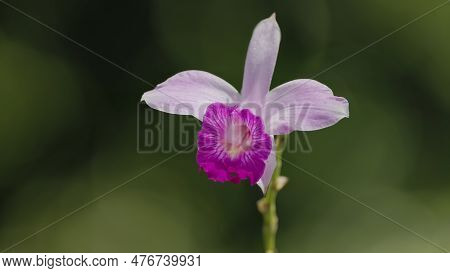 Close Up Of A Pink Orchid In Bloom At Boca Tapada