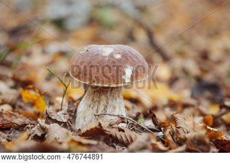 Big Edible Mushroom In Leaves In Late Autumn, Close Up Shot. Porcini Cep Growing In Autumn Birch And