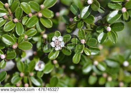 Bearberry Cotoneaster Branch With Flowers In The Spring