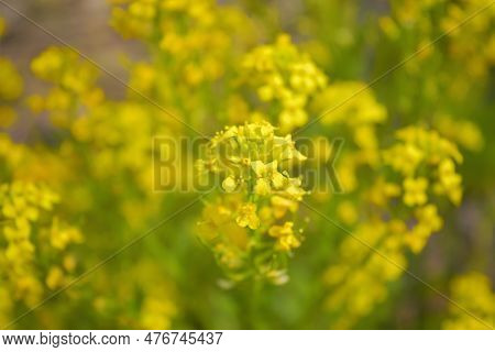 Barbarea Vulgaris, Yellow Rocketcress, Brassicaceae. Wild Plant Shot In Spring.