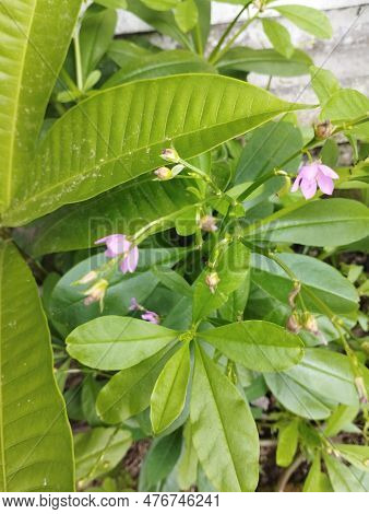 Bali Island, 18 May 2023 : Close Up Of Small Purple Flowers Of Talinum Paniculatum Plant And Green L