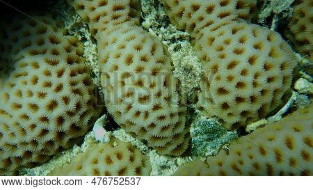 Lesser Star Coral (goniastrea Edwardsi) Close-up Undersea, Red Sea, Egypt, Sharm El Sheikh, Nabq Bay