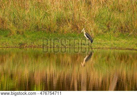 Lesser Adjutant Stork Or Leptoptilos Javanicus Large Wading Bird With Reflection In Water In Natural