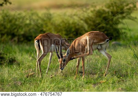 Two Chinkara Or Indian Gazelle Or Gazella Bennettii Antelope Animal Pair Eyes Expression Grazing Gra