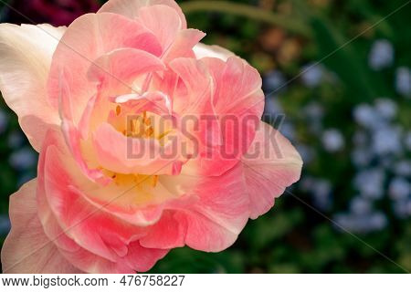 Pink Tulips Angelique. A Bloom And A Bud Angelique Tulip With Shallow Depth Of Field. Tulip Angeliqu