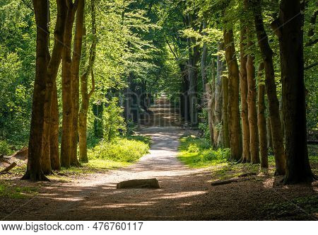 Forest Path In Ede, Province Gelderland, With An Old Stone Known In Local Dutch Folklore As De Bloed