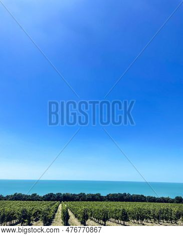 Beautiful Green Summer Vineyard Beautiful Landscape With Copy Space. Agriculture