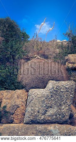 Antique Stones With Bushes Of Dry Grass On Carian Trail In Turkey, Knidos, Karia Yolu