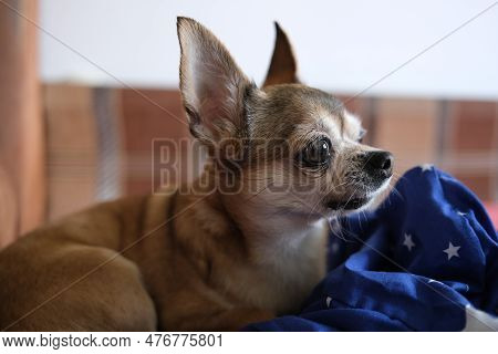 Red Chihuahua Dog Chilling On The Bed.