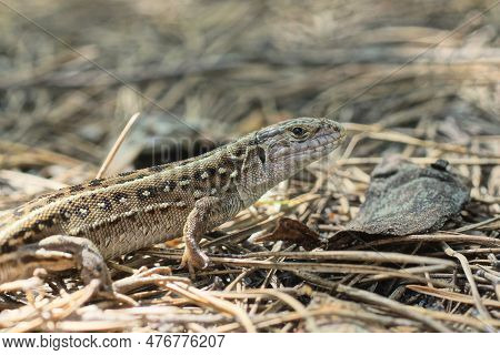 One Small Wild Gray Brown Lizard Sits On Dry Needles On The Ground In The Forest