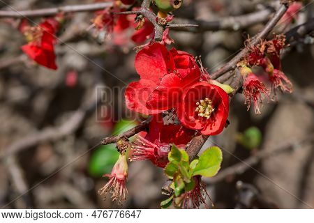 Chinese Quince Chaenomeles Speciosa A Flowering Shrub