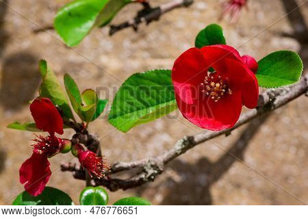 Chinese Quince Chaenomeles Speciosa A Flowering Shrub