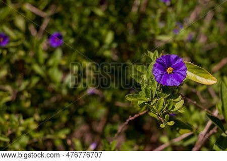 Closeup Of Purple Flower With Yellow  Solanum Rantonnetii
