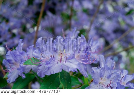 Light Pink Blue Rhododendron Brush.