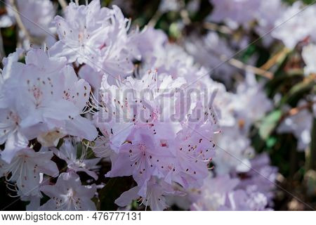 Light Pink Blue Rhododendron Brush.