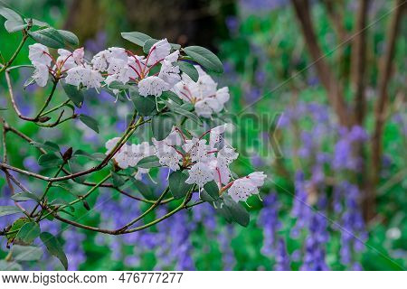 Closeup Of Rhododendron Flowers In The Park