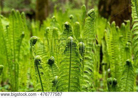 Natural Spring Background, Sprouts Of Ostrich Fern Close-up