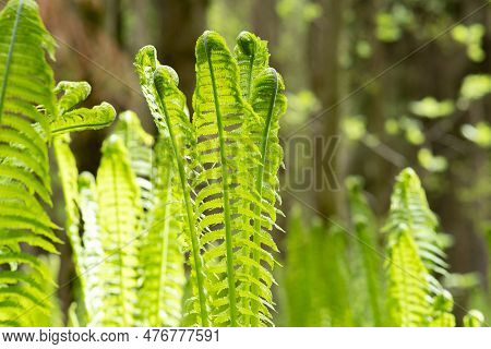 Natural Sunny Spring Background, Sprouts Of Ostrich Fern Close-up