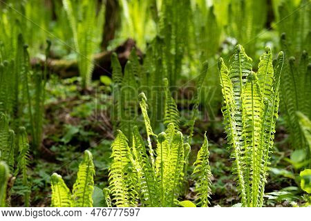 Natural Spring Background, Sunny Forest Landscape With Sprouts Of Ferns