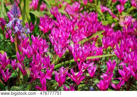 Cyclamen Coum Flowers Natural On Forest Floor