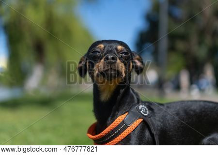 Close-up Of A Black And Tan Russian Toy Terrier Looks Contemptuously Into The Camera. Funny Little D