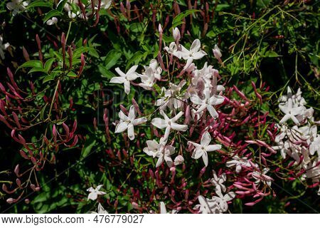 Pink Small Lanthanum Flowers On Green Leaves