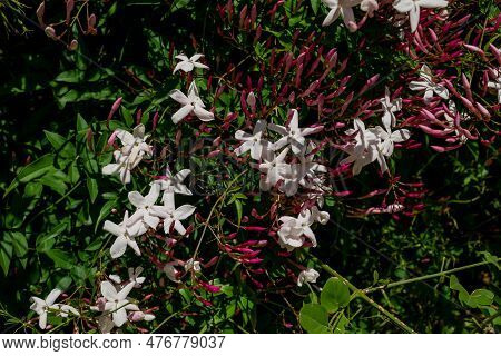 Pink Small Lanthanum Flowers On Green Leaves
