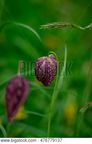 Spring Awakening. Snake`s Head Fritillary Flowers Growing In The Grass