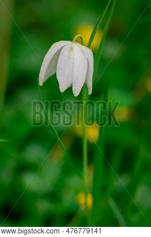 Spring Awakening. Snake`s Head Fritillary Flowers Growing In The Grass