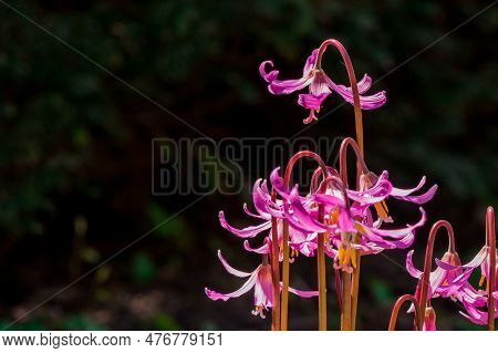 Spring Wild Flower Erythronium Close-up