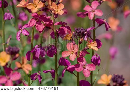 The Brightly Colored Spring Flowers Of Erysimum Cheiri Cheiranthus