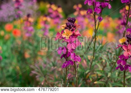 The Brightly Colored Spring Flowers Of Erysimum Cheiri Cheiranthus