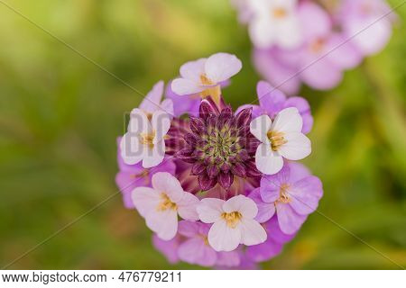 The Brightly Colored Spring Flowers Of Erysimum Cheiri Cheiranthus