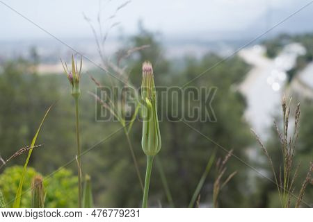 Tragopogon Porrifolius, Purple Salsify Flowers