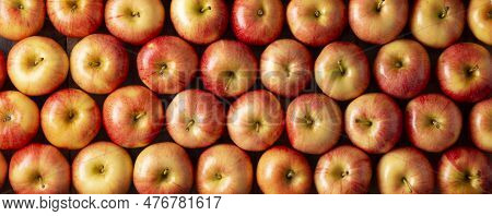 Royal Gala Apples (malus Domestica).
Apple Trees Are Cultivated Worldwide And Are The Most Widely Us