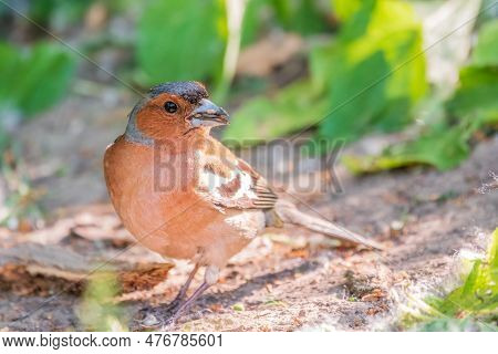 Common Chaffinch, Fringilla Coelebs, Sits On The Ground In Spring. Common Chaffinch In Wildlife.