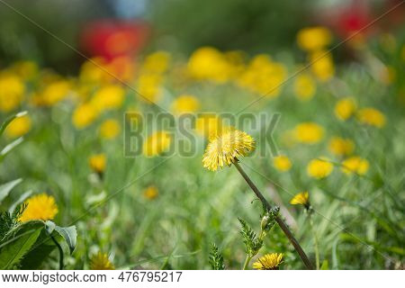Glade Of Yellow Common Dandelions, Dandelions Bloom In The Grass