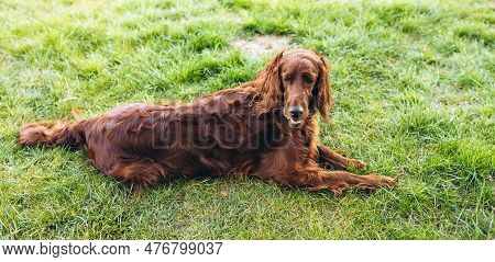 Beautiful Irish Setter Dog Is Lying In Grass And Looking Attentively Into The Photographers Camera O