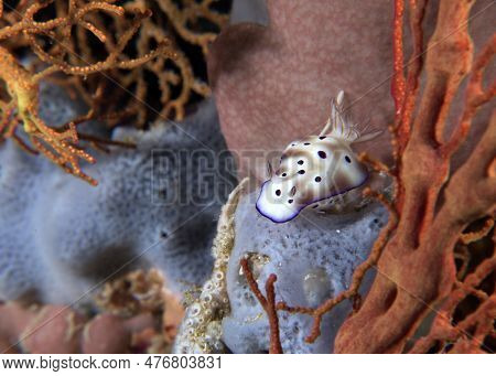 A Hypselodoris Tryoni Nudibranch On Soft Corals Boracay Island Philippines