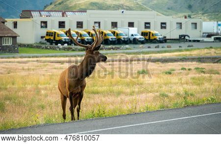 Gardiner, United States: July 22, 2022: Bull Elk Looks Back Along The Road In Gardiner Montana