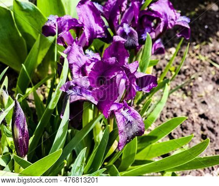 Pygmy Iris Or Dwarf Iris Pumila Hybrida Caerulea Blooming With Single Purple Blooms. Iris Pumila. Wi