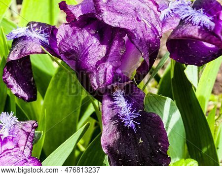 Pygmy Iris Or Dwarf Iris Pumila Hybrida Caerulea Blooming With Single Purple Blooms. Iris Pumila. Wi