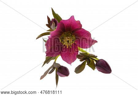 Hellebore Garden Flower Isolated On White Background