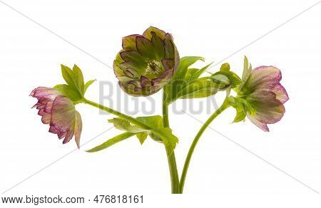 Botanical Hellebore Flower Isolated On White Background