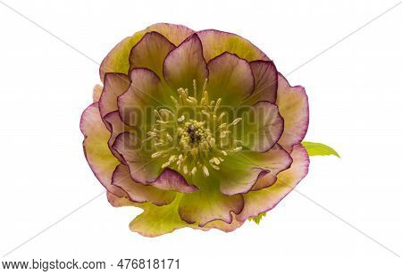 Botanical Hellebore Flower Isolated On White Background