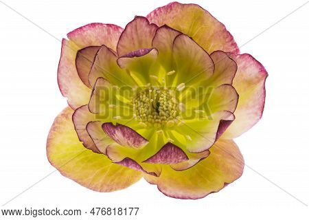 Botanical Hellebore Flower Isolated On White Background