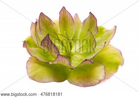 Botanical Hellebore Flower Isolated On White Background