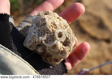 Found Specimen Of Fossilized Colonial Coral Replaced By Quartz In Hand, Rockhounding