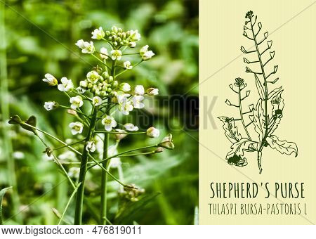 Shepherd's Purse. Latin Name Thlaspi Bursa-pastoris L. Photo And Illustration Collage Of Shepherd's 