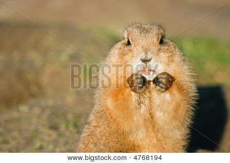 Prairiedog mangiare frutta